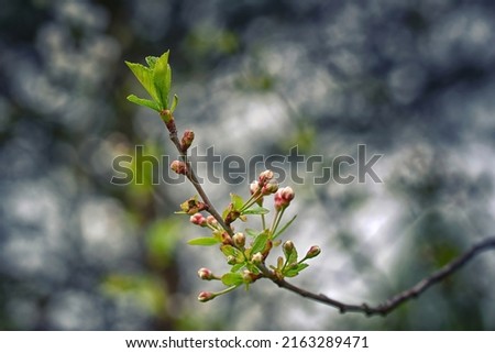 Cherry blossom buds on tree branch in spring, cherry tree. Buds on spring tree. Spring branch of cherry tree with pink budding buds and young green leaves close up. Selective focus Royalty-Free Stock Photo #2163289471