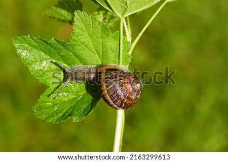 Garden snail (Cornu aspersum) crawling on a twig and leaf of currant. Family land snails ( Helicidae). Spring, June, Dutch garden.                                Royalty-Free Stock Photo #2163299613