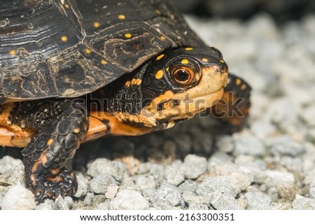 Spotted Turtle - Clemmys guttata Royalty-Free Stock Photo #2163300351