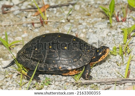 Spotted Turtle - Clemmys guttata Royalty-Free Stock Photo #2163300355
