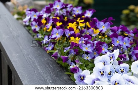 
Closeup colorful pansies. Decorative a pots on fence with garden pansy (Viola  wittrockiana)spring flower. Viola cornuta with mixed vibrant color yellow, pink and purple hanging on terrace. side view