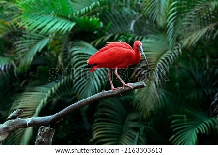 Scarlet ibis on tree trunk over dark forest background. Brazil Royalty-Free Stock Photo #2163303613