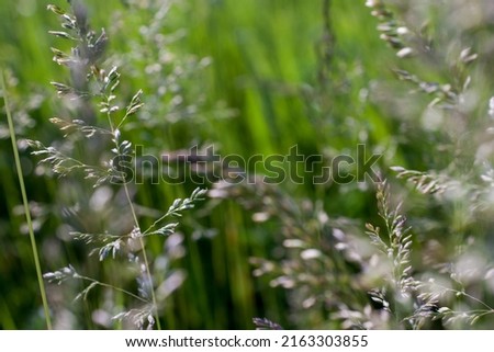 Summer wildflowers (shallow depth of field)