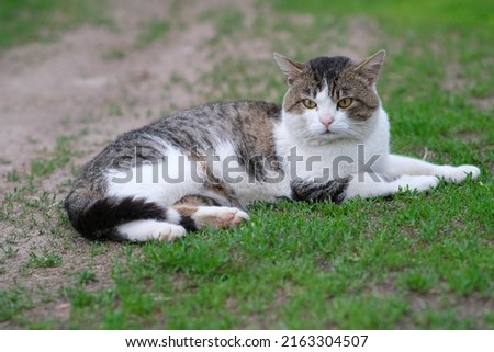 A spotted cat lies on green grass against a white fence. The cat is in the yard.
