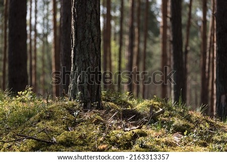 PINE FOREST - Conifers and sheathing forest in the sunshine
 Royalty-Free Stock Photo #2163313357