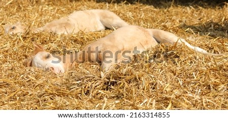 A foal lies in the straw sleeping in the sun