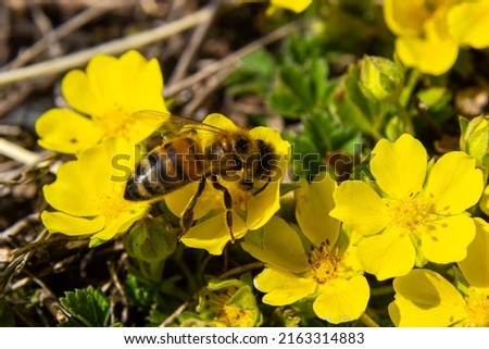 bee collects nectar from Potentilla arenaria, Tormentilla erecta, Potentilla laeta, Potentilla tormentilla, tormentil, septfoil, erect cinquefoil yellow small wildflowers melliferous plants.