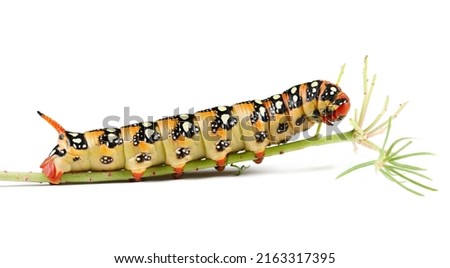 Caterpillar of spurge Hawk Moth (Hyles Euphorbiae) isolated on white  Royalty-Free Stock Photo #2163317395