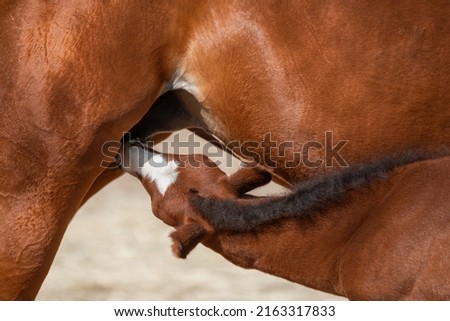 A thoroughbred beautiful chestnut Mare with a foal. Horses grazing in pasture. A little cute brown foal is drinking milk at the mother's udder. Sunny day in spring Royalty-Free Stock Photo #2163317833