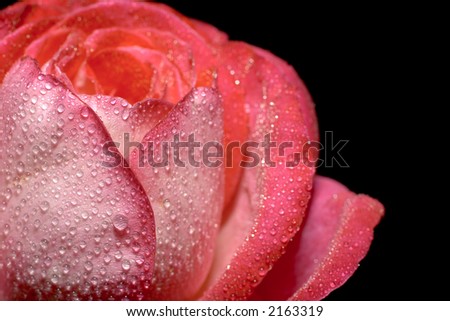 Fresh love rose