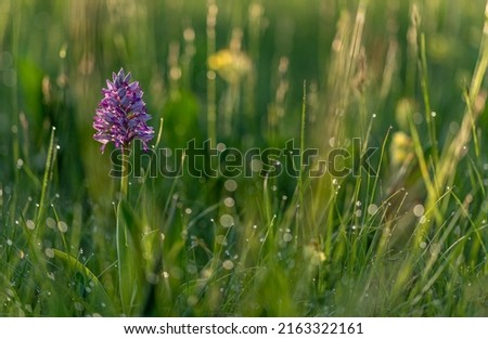 Wild orchid (military orchid) blooming in the meadow