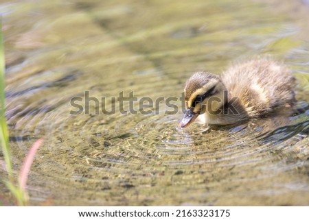 Close^up picture of Spot-billed duck chick.