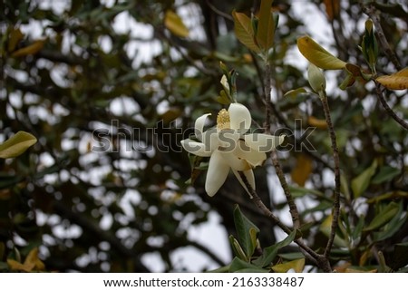 White Magnolia Bloom amid Branches on a Cloudy Day 