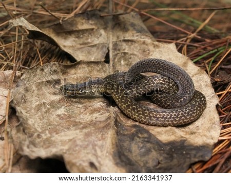 Calamaria albiventer is a species of snake in the family Colubridae . It is found in parts of Peninsular Malaysia, possibly Singapore, and in Sumatra, Indonesia