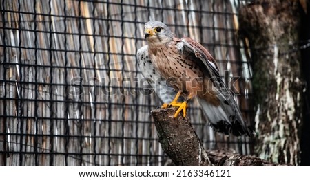 Common kestrel (Falco tinnunculus) in an aviary