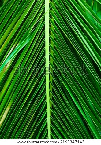 Aesthetic green coconut leaves are suitable for making a background