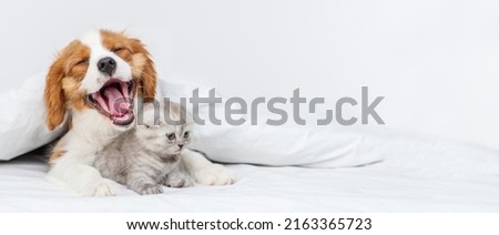 King Charles Spaniel puppy hugging a kitten lying under a blanket smiling from the top of his head. Cute puppy and kitten at home. Yawning puppy with a kitten on the bed. Panoramic stretched image for Royalty-Free Stock Photo #2163365723