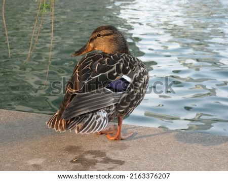 
Beautiful Female Mallard Duck with purple wing stripe, standing on ledge near water