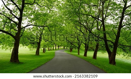 Park in the forest. Covered with lush green trees and grass, the photo is captured during rainy season. 