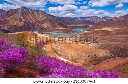 Beautiful spring mountains blooming pink maralnik wild rosemary. Chuysky tract Altai, Siberia, Russia, Drone aerial view. Royalty-Free Stock Photo #2163389461