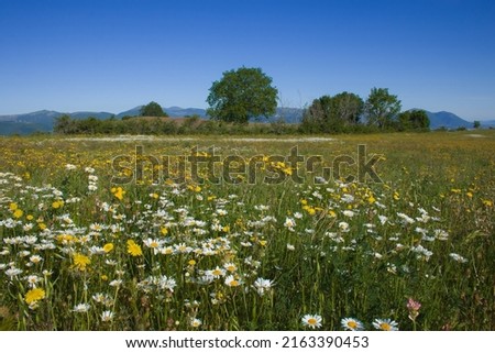 View of umbria country with wild flowers in the spring season, Italy