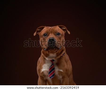 Happy Staffordshire bull terrier. dog in a color tie on a brown background