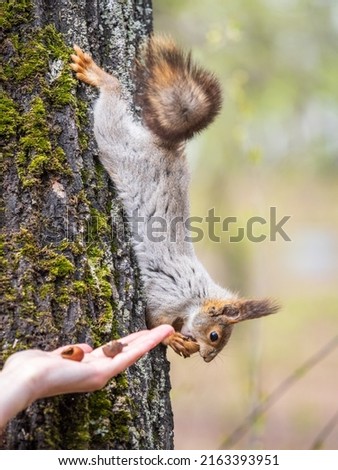A woman feeding a squirrel in the summer park. Squirrel eats nuts from the girls hand.