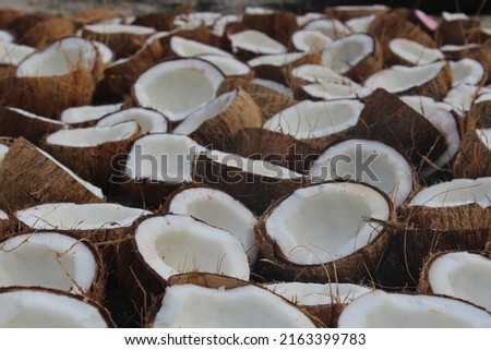 Coconut photography. Coconut is main part of kerala.