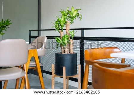 Dracaena fragrans (Massangeana) decoration in the living room. The concept of minimalism. Houseplant care concept. Indoor plants. Royalty-Free Stock Photo #2163402105