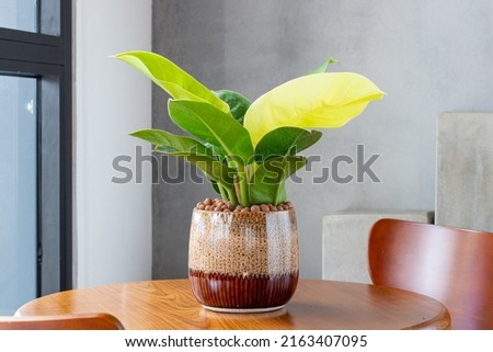 Philodendron Moonlight (Imperial yellow) grown in unique enamel pots. Multi-colored planters. Decoration in the living room. Houseplant care concept. Indoor plants. Decoration on the desk. Royalty-Free Stock Photo #2163407095