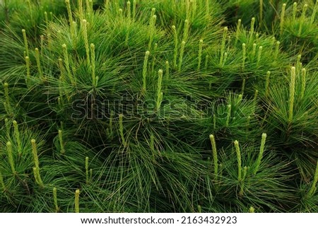 Pine shrub with blossoms outdoors on spring day, closeup