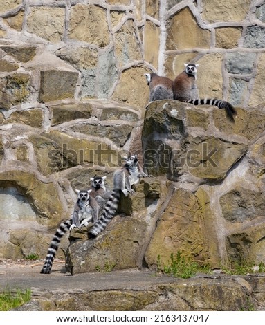 A picture of a group of Ring-tailed Lemurs at the Orientarium ZOO Łódź.