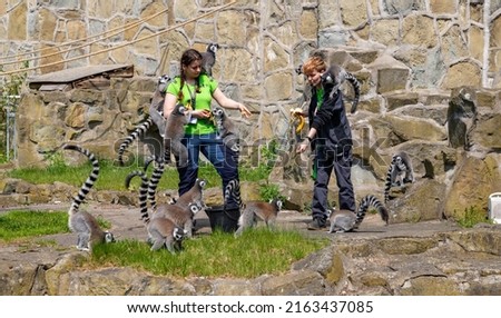 A picture of a group of Ring-tailed Lemurs being fed by their keepers at the Orientarium ZOO Łódź.