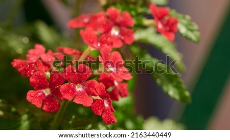 Close-up with red Verbena flowers in full bloom and raindrops.