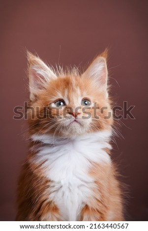 red Maine Coon Kitten on a brown background. cat portrait in photo studio