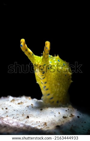 Green nudibranch oxynoe viridis while scuba diving on the coral reef of Dauin in the Philippines.