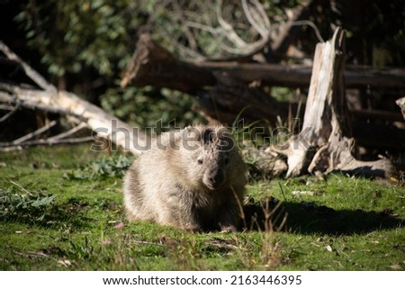 wild wombat in the bush at maria island Tasmania
