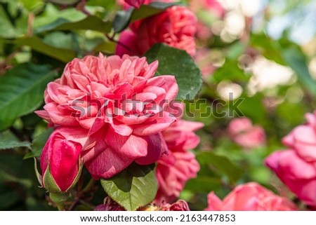 Pink Of Damask Rose Flower.