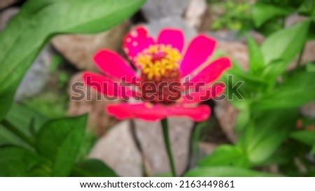 Defocused abstract background of Flower