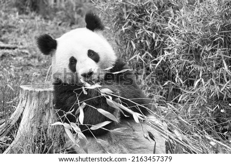 big panda in black and white, sitting eating bamboo. Endangered species. Black and white mammal that looks like a teddy bear. Deep photo of a rare bear.