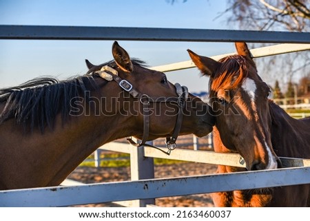 brown two horses in the stable