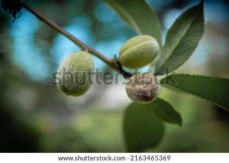 Two young green peaches and one rotten one in the tree branch with green leaves