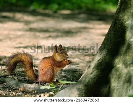 cute squirrel in forest, blurred natural background. Eurasian red squirrel (Sciurus vulgaris) eating nuts. save wildlife, care of wild animals, ecology concept