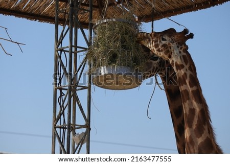 Giraffe (Scientific name: Giraffa camelopardalis) is an African artiodactyl mammal