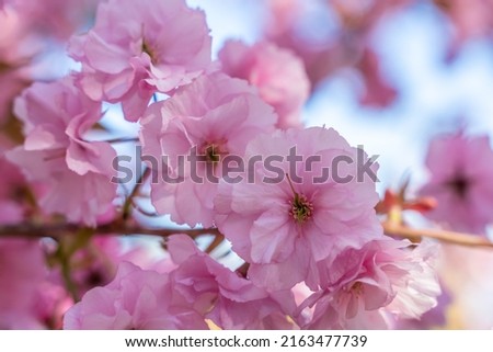 Double cherry blossoms in full bloom. A tree branch with flowers against a blue sky and the sun shines through the flowers.