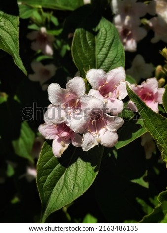Branch of flower on the bush with selective focus. Nature background. Close up fragrant summer blooming bush.