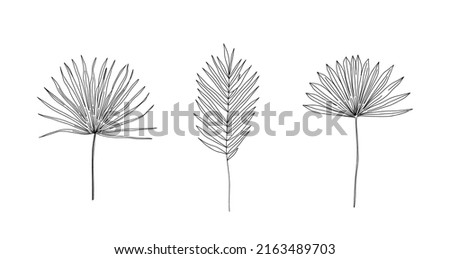 Dried Sun Fan Palms. Dry tropical leaves set. Sketch style. Hand drawn linear vector illustrations. Bohemian modern dry leaf line illustrations. Royalty-Free Stock Photo #2163489703