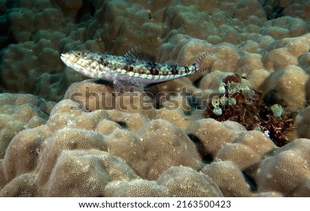 A sand Lizardfish amongst corals in Boracay Island Philippines