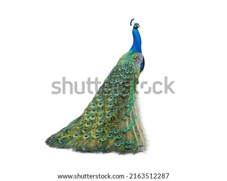 peacock isolated on a white background Royalty-Free Stock Photo #2163512287