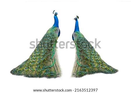 two peacock isolated on a white background Royalty-Free Stock Photo #2163512397